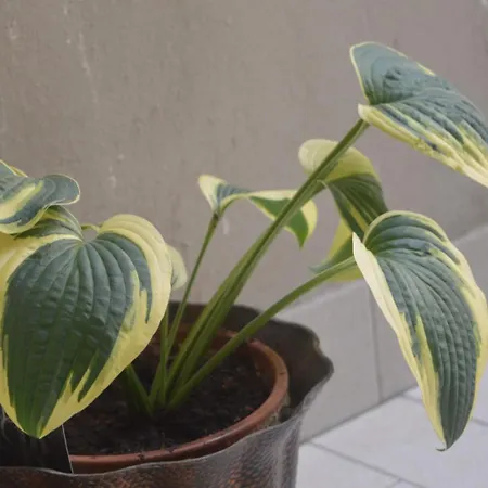 Apartment Casa Fresia